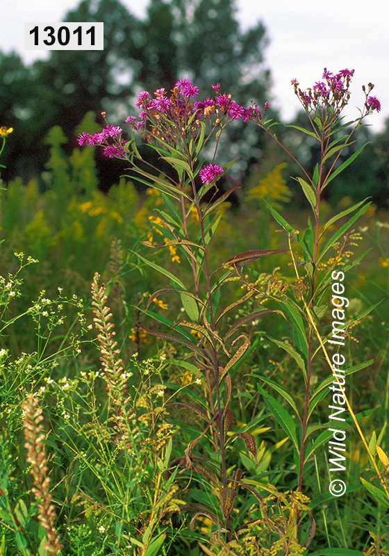 Tall Ironweed (Vernonia gigantea)